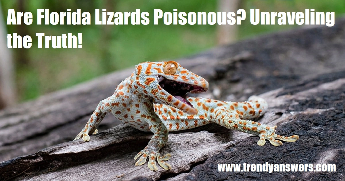 Are Florida Lizards Poisonous