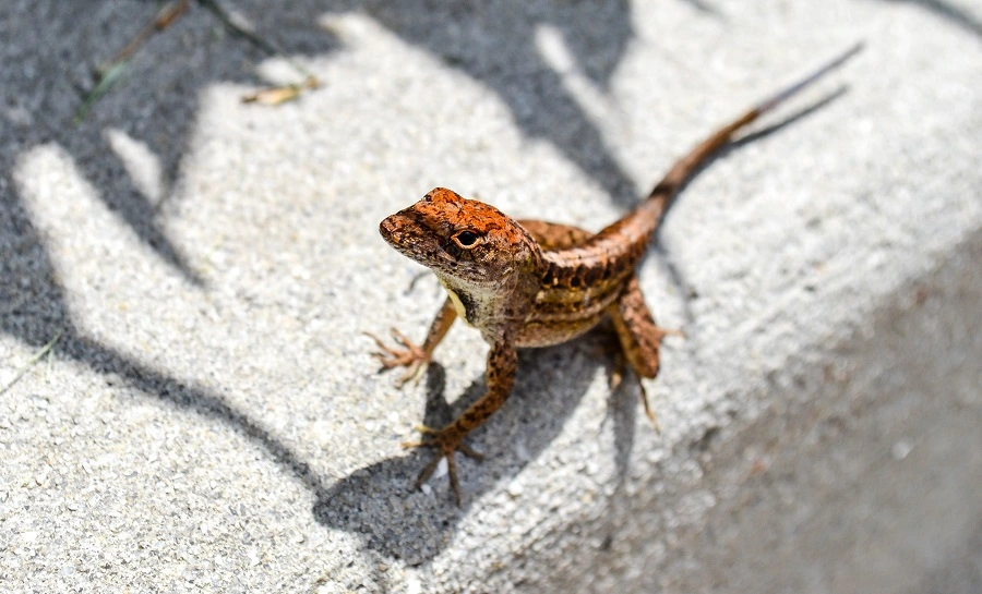 Are Florida Lizards Poisonous